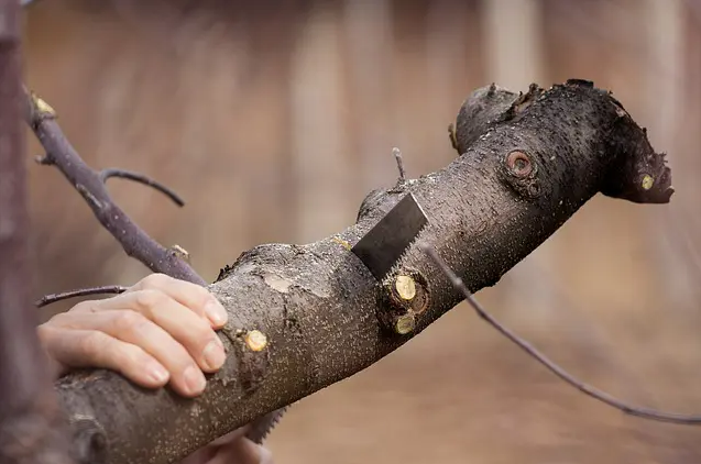Hand sawing a tree branch