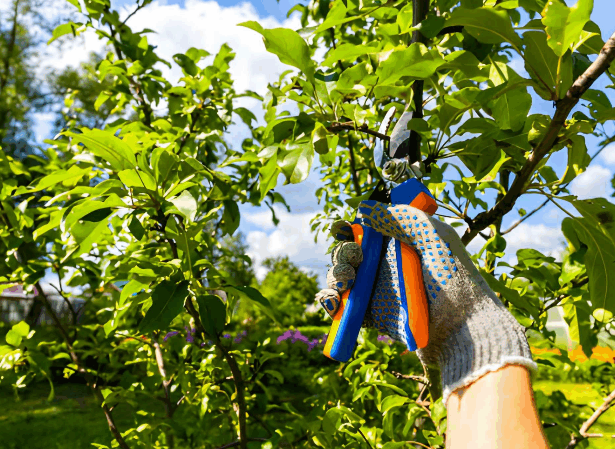 Arborist pruning a tree