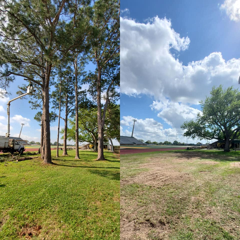 Before and After yard transformation
